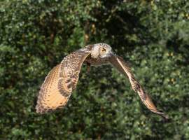 The Owl Encounter Experience at Dalhousie Castle Estate in Midlothian