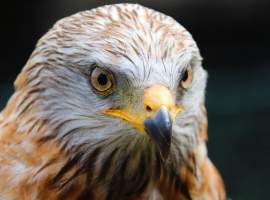 The Raptor Experience at Dalhousie Castle Estate in Midlothian